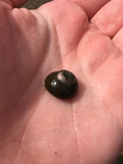 Chlorodiloma odontis