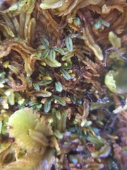 Hymenophyllum armstrongii