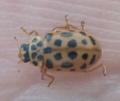 Anisosticta novemdecimpunctata