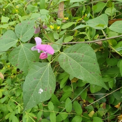 Dipogon lignosus