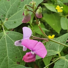 Dipogon lignosus