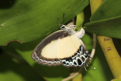 Hypolycaena danis