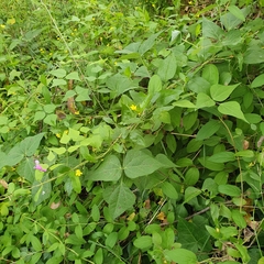Dipogon lignosus