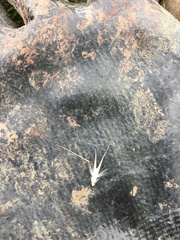 Rytidosperma caespitosum