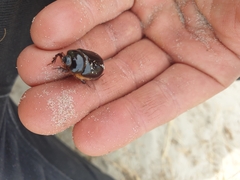 Pericoptus