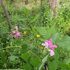 Dipogon lignosus
