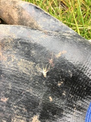 Rytidosperma caespitosum