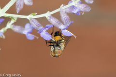 Copestylum haagii