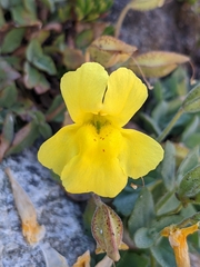 Erythranthe tilingii