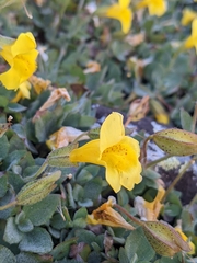 Erythranthe tilingii