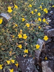 Erythranthe tilingii