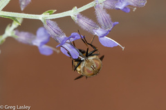 Copestylum haagii