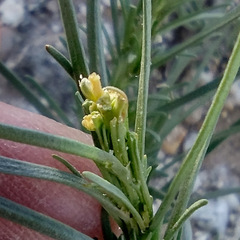 Oligomeris linifolia