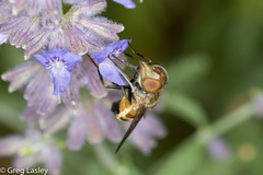 Copestylum haagii