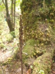 Gastrodia