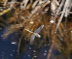 Procordulia jacksoniensis