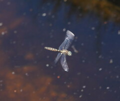 Procordulia jacksoniensis