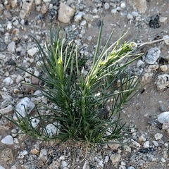 Oligomeris linifolia