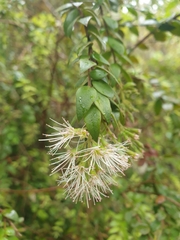 Metrosideros colensoi