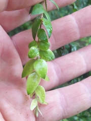 Metrosideros colensoi