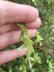 Metrosideros colensoi