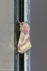 Schinia regina