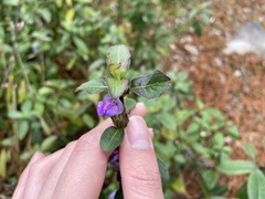 Hygrophila pogonocalyx