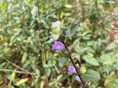 Hygrophila pogonocalyx