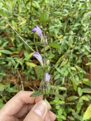 Hygrophila pogonocalyx