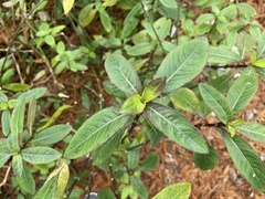 Hygrophila pogonocalyx