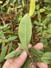 Hygrophila pogonocalyx