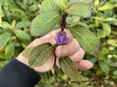 Hygrophila pogonocalyx