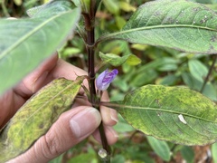 Hygrophila pogonocalyx