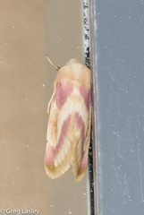 Schinia regina