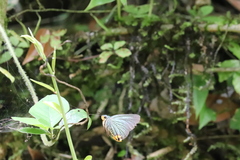 Choaspes xanthopogon