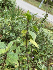 Hygrophila pogonocalyx