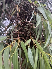 Eucalyptus gomphocephala