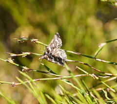 Melitulias discophora