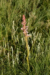Satyrium longicauda longicauda