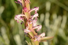 Satyrium longicauda longicauda