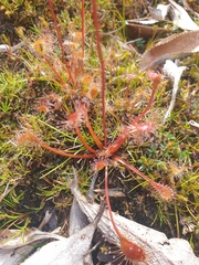 Drosera stenopetala