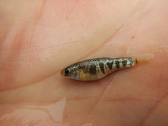 Cyprinodon rubrofluviatilis