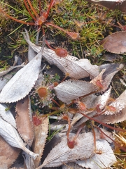 Drosera stenopetala