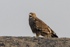 Aquila heliaca