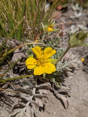 Potentilla breweri