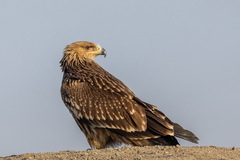 Aquila heliaca
