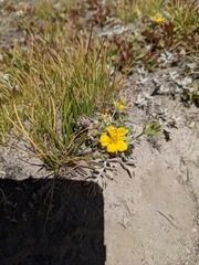Potentilla breweri