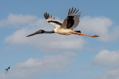 Ephippiorhynchus asiaticus