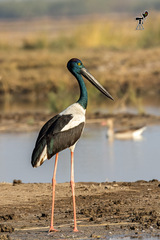 Ephippiorhynchus asiaticus