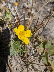Potentilla breweri